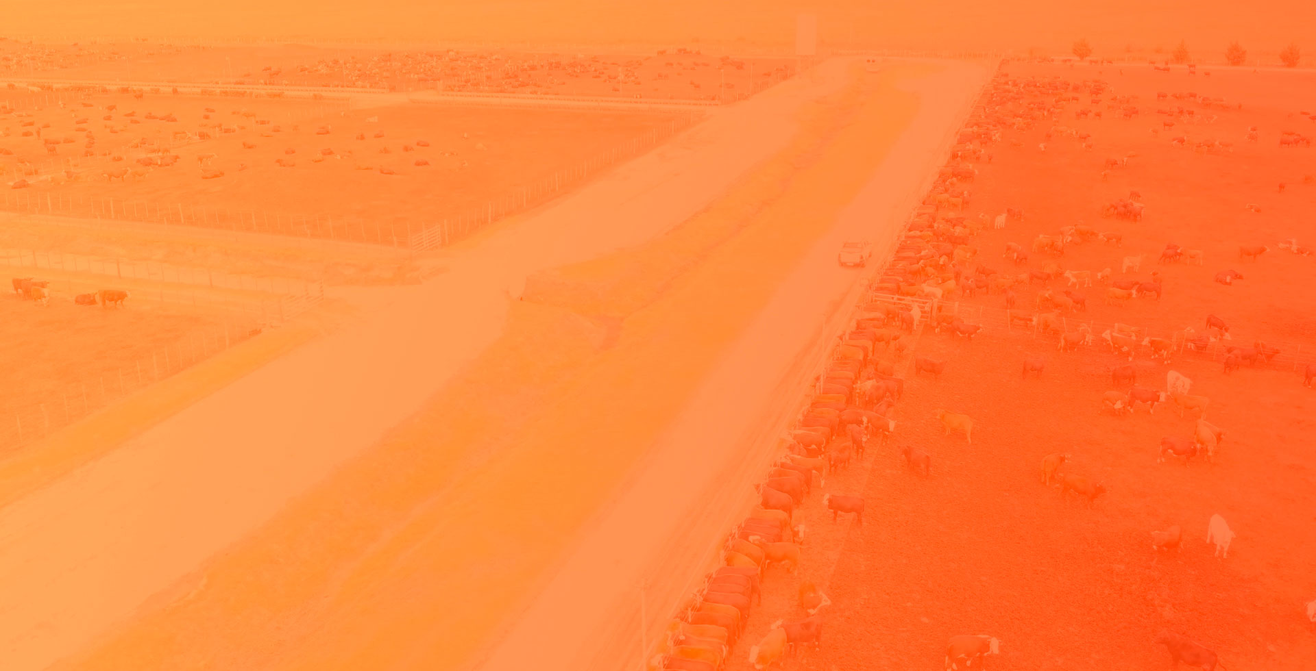 feedlot ganadero background